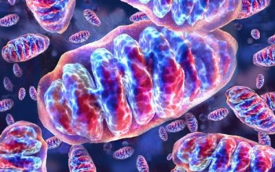 Revitalização Mitocondrial